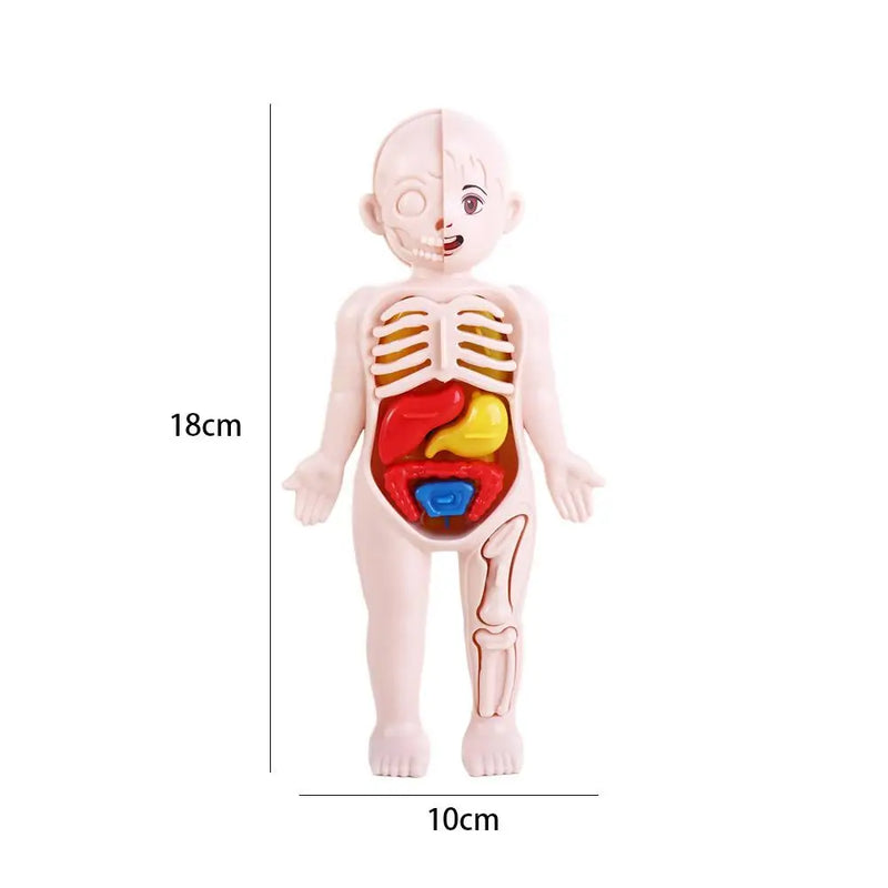 Boneco Corpo Humano - MiniMédico