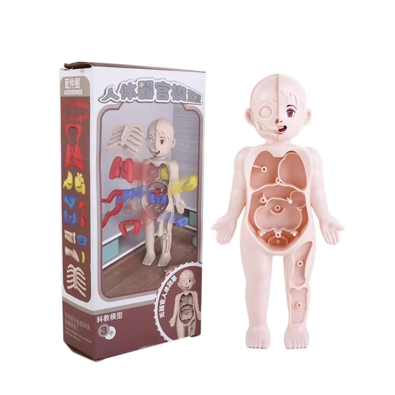 Boneco Corpo Humano - MiniMédico